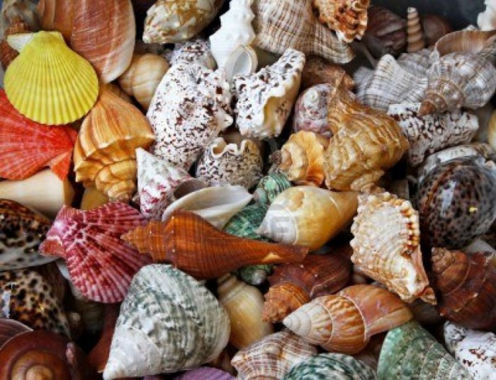 9595598-big-pile-of-colorful-decorative-sea-shells-700x537